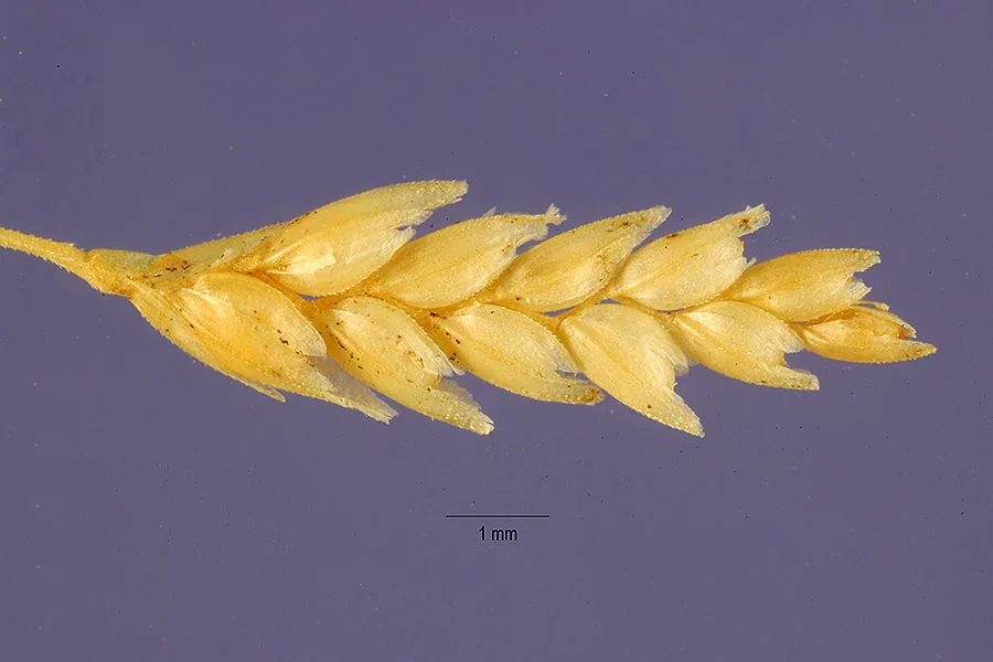 Teff (Eragrostis tef), photograph