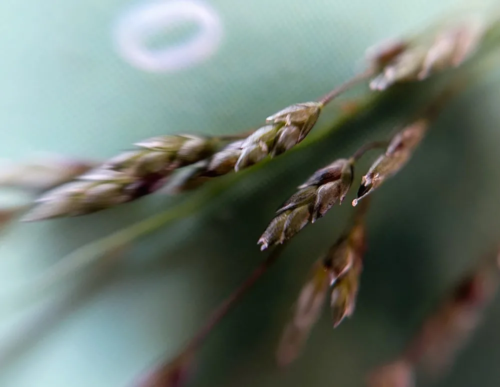 Photo: J. N. Macare · CC0 · via GBIF Teff (Eragrostis tef), photograph