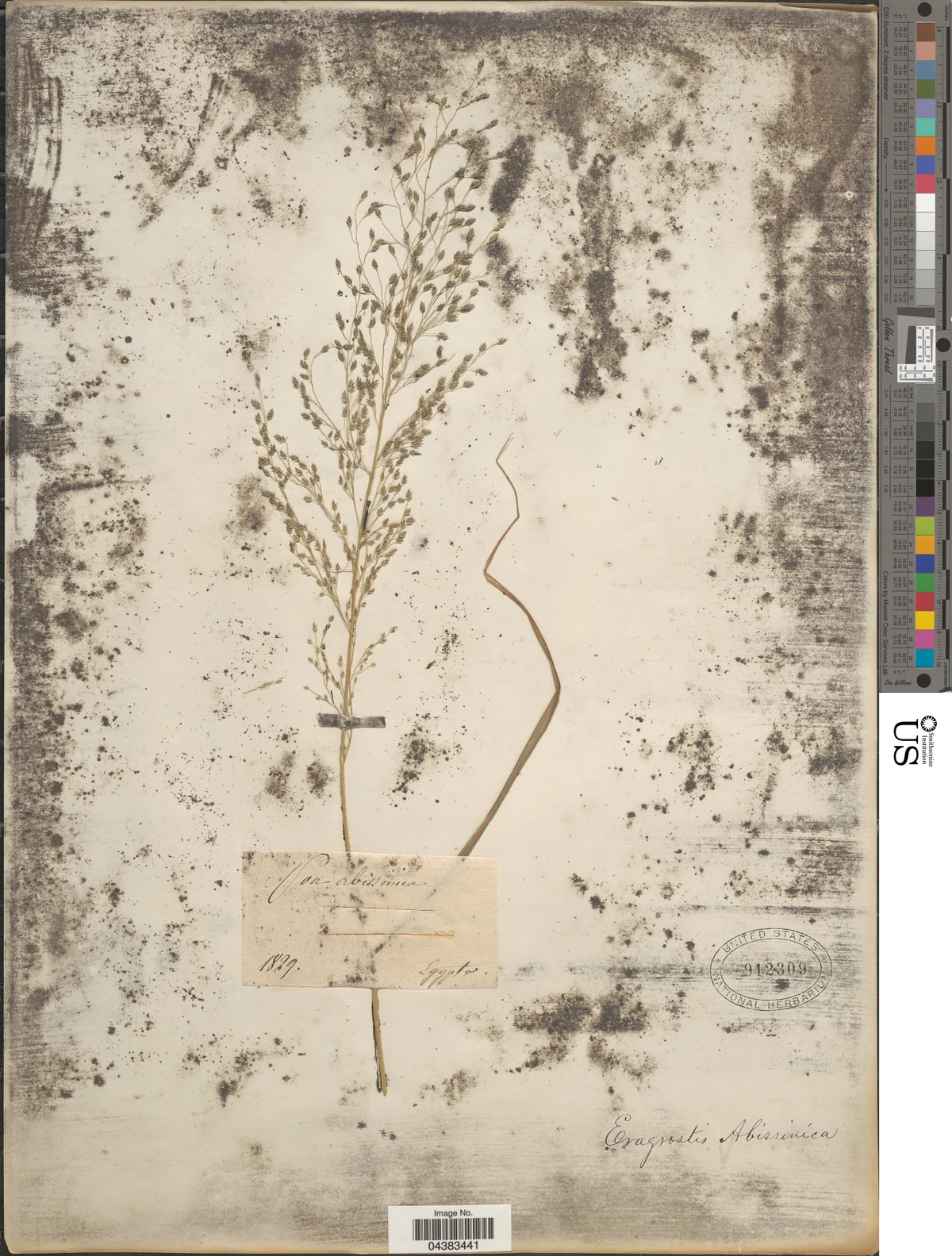 Teff (Eragrostis tef), photograph