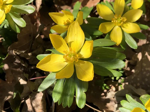 Photo: (c) Jason Grant, some rights reserved · CC BY · via iNaturalist winter aconite (Eranthis hyemalis), photograph