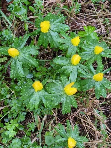 winter aconite (Eranthis hyemalis), photograph