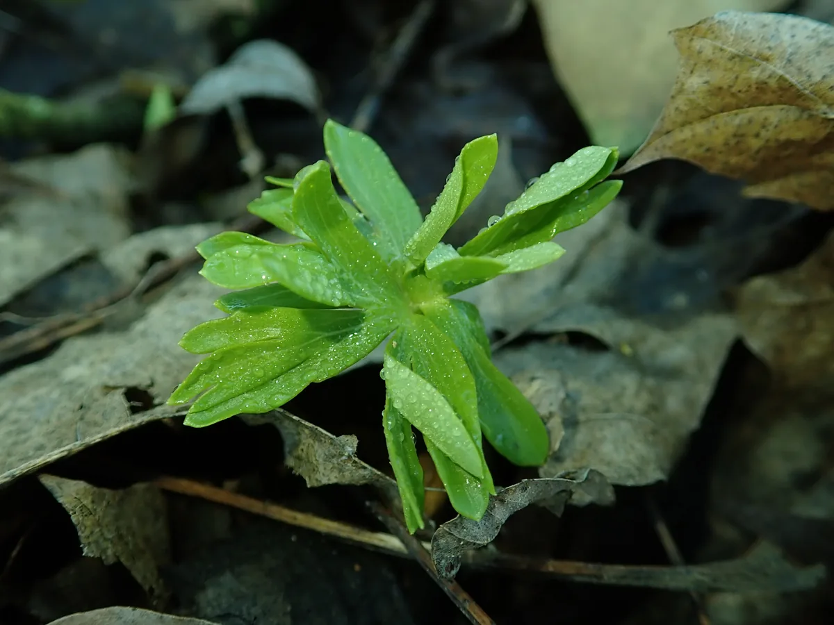 winter aconite (Eranthis hyemalis), photograph