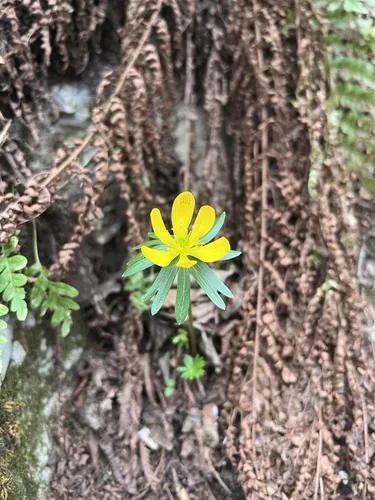 winter aconite (Eranthis hyemalis), photograph