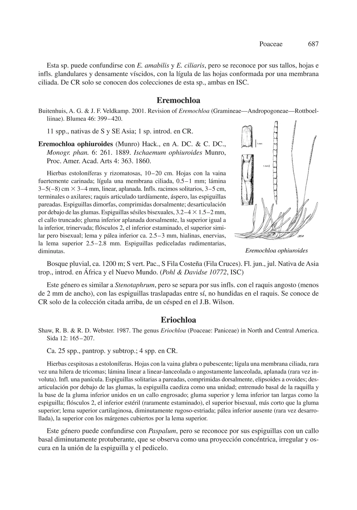 Centipede Grass (Eremochloa ophiuroides), botanical illustration