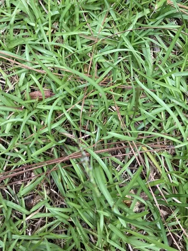 centipede grass (Eremochloa ophiuroides), photograph