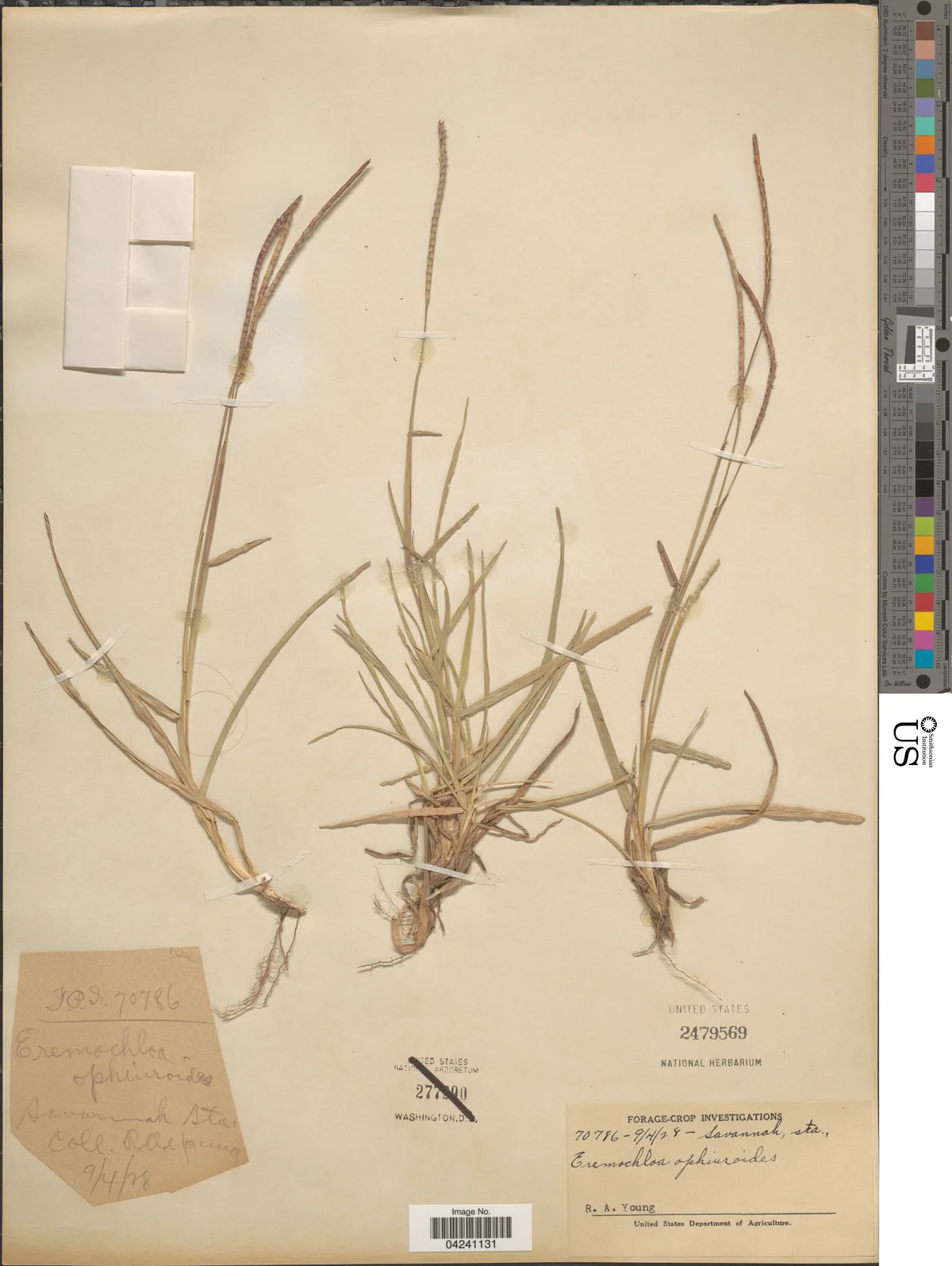 Centipede Grass (Eremochloa ophiuroides), photograph