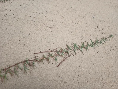 Centipede Grass (Eremochloa ophiuroides), photograph