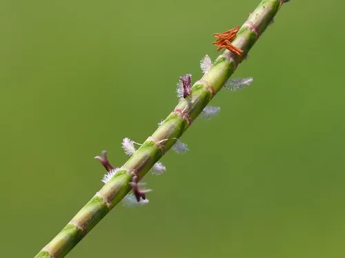 Photo: no rights reserved · cc0 · via iNaturalist Centipede Grass (Eremochloa ophiuroides), photograph