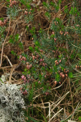 heath (Erica carnea), photograph