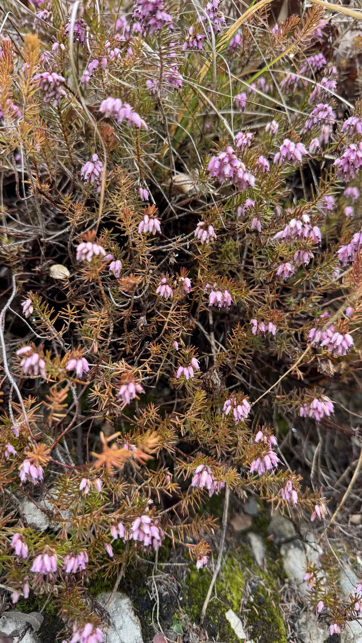 heath (Erica carnea), photograph