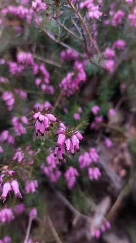 heath (Erica carnea), photograph