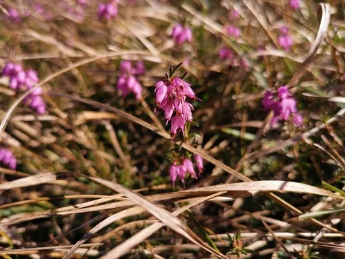 Photo: (c) Philipp Pavelka, some rights reserved · CC BY · via iNaturalist heath (Erica carnea), photograph