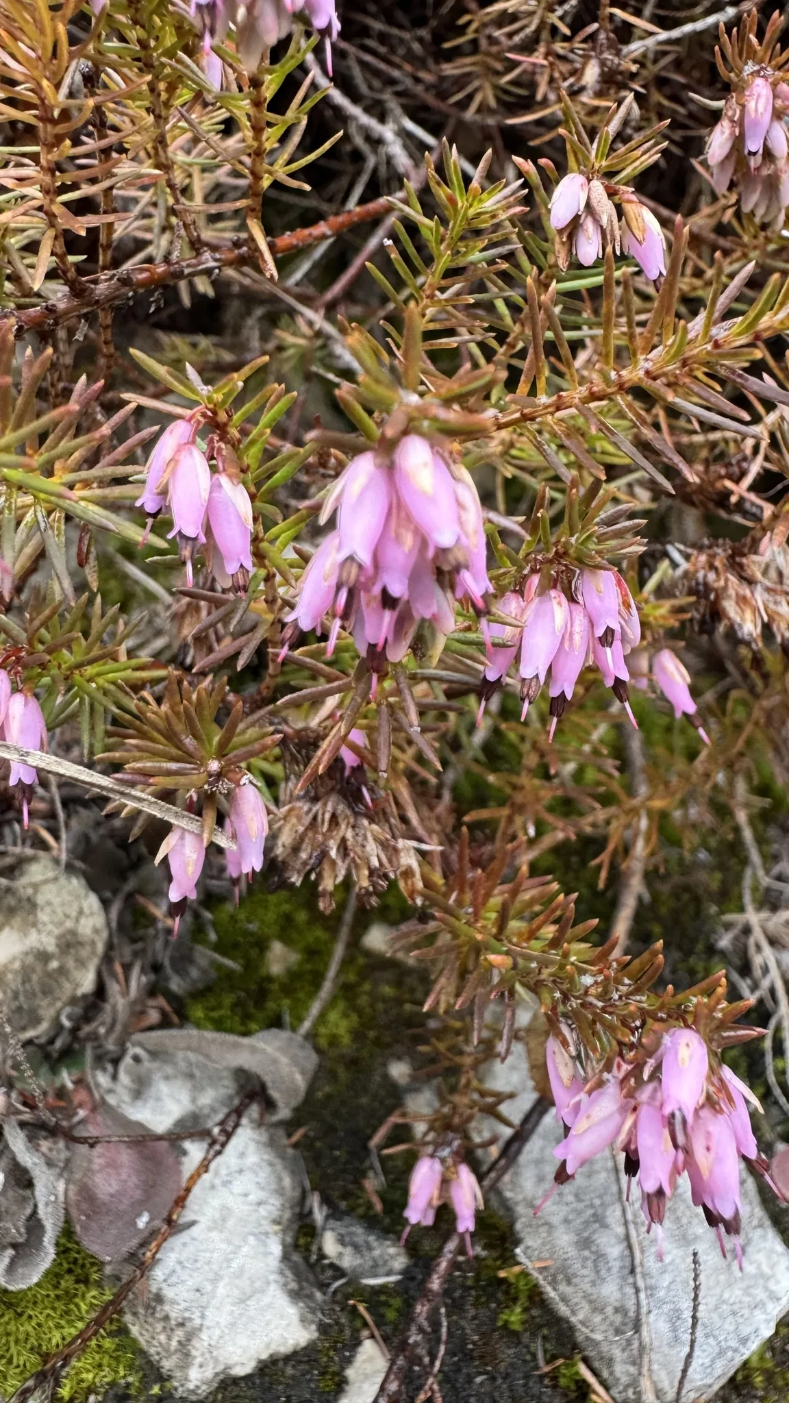 heath (Erica carnea), photograph