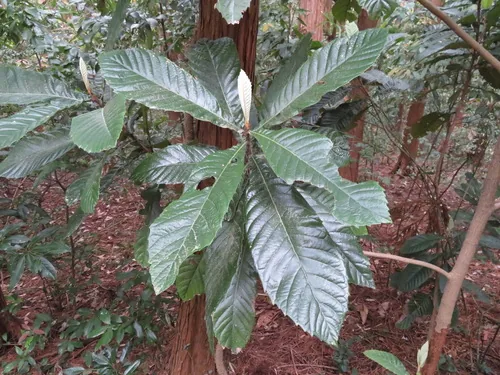 Photo: (c) Marco Mussita, some rights reserved (CC BY) · cc-by · via iNaturalist loquat (Eriobotrya japonica), photograph