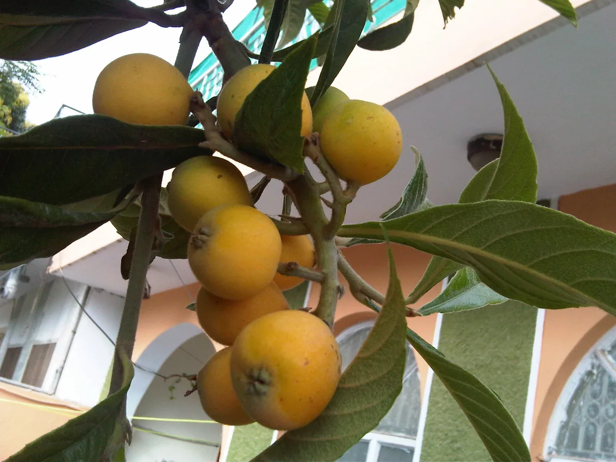 Photo: Illusive255 · CC BY-SA 3.0 · via Wikimedia Loquat, photograph