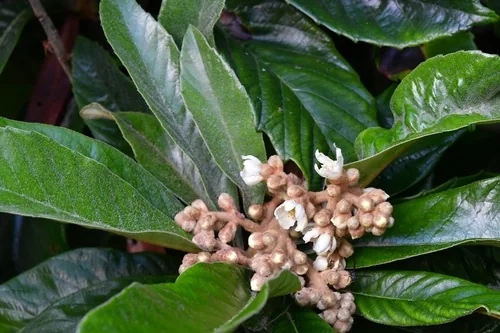 loquat (Eriobotrya japonica), photograph
