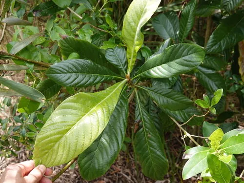 loquat (Eriobotrya japonica), photograph
