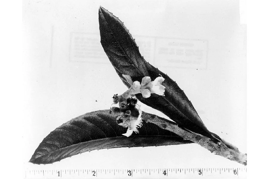 loquat (Eriobotrya japonica), photograph