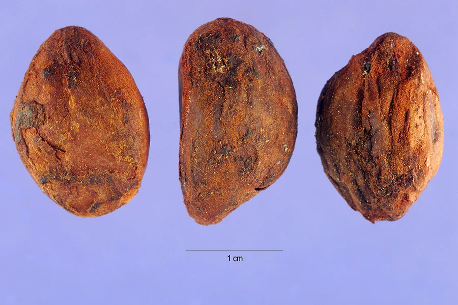 loquat (Eriobotrya japonica), photograph
