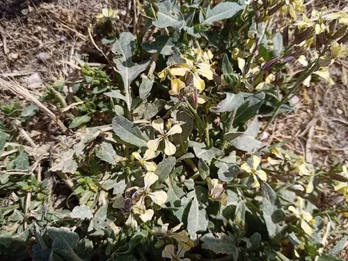 Arugula (Eruca vesicaria), photograph