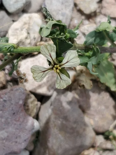 arugula (Eruca vesicaria), photograph