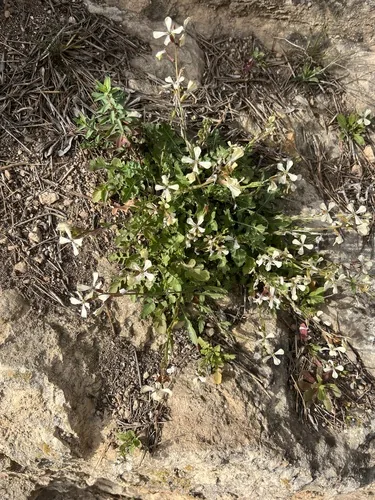 Arugula (Eruca vesicaria), photograph