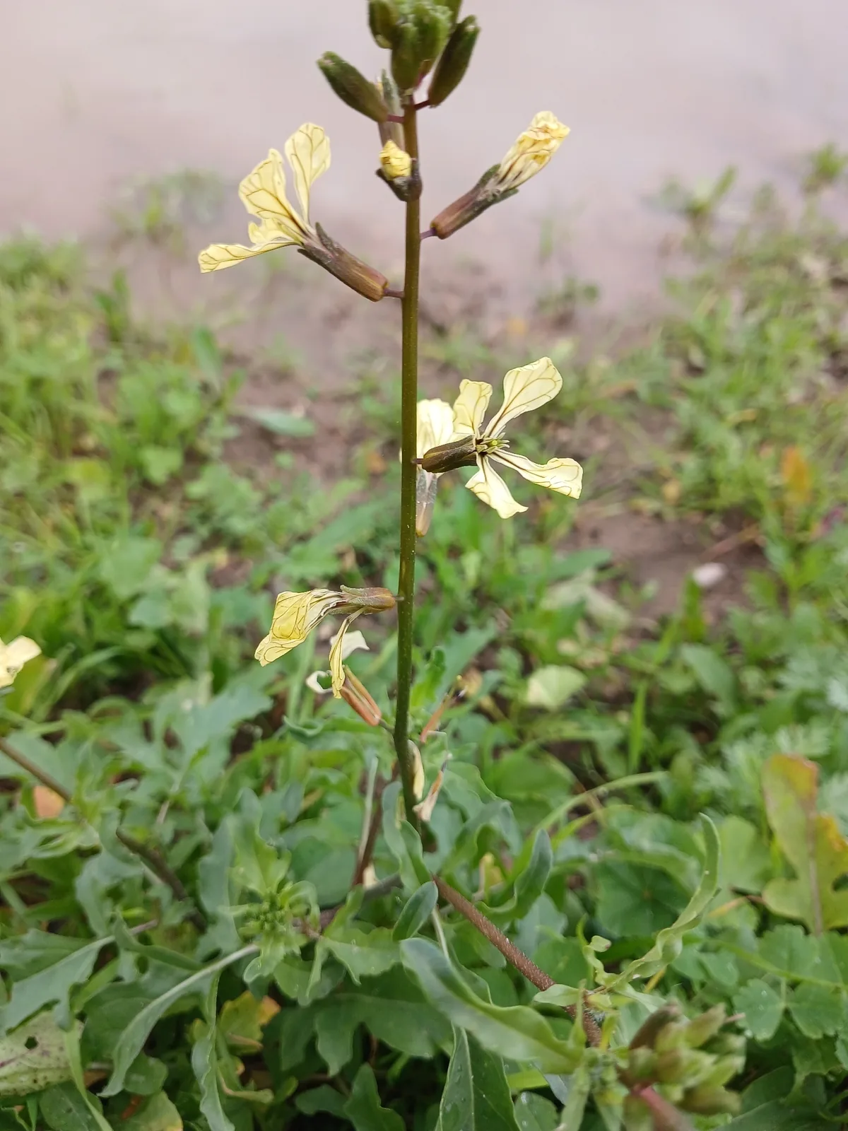 Photo: yelena_antipova, via iNaturalist · CC BY · via GBIF Arugula (Eruca vesicaria), photograph