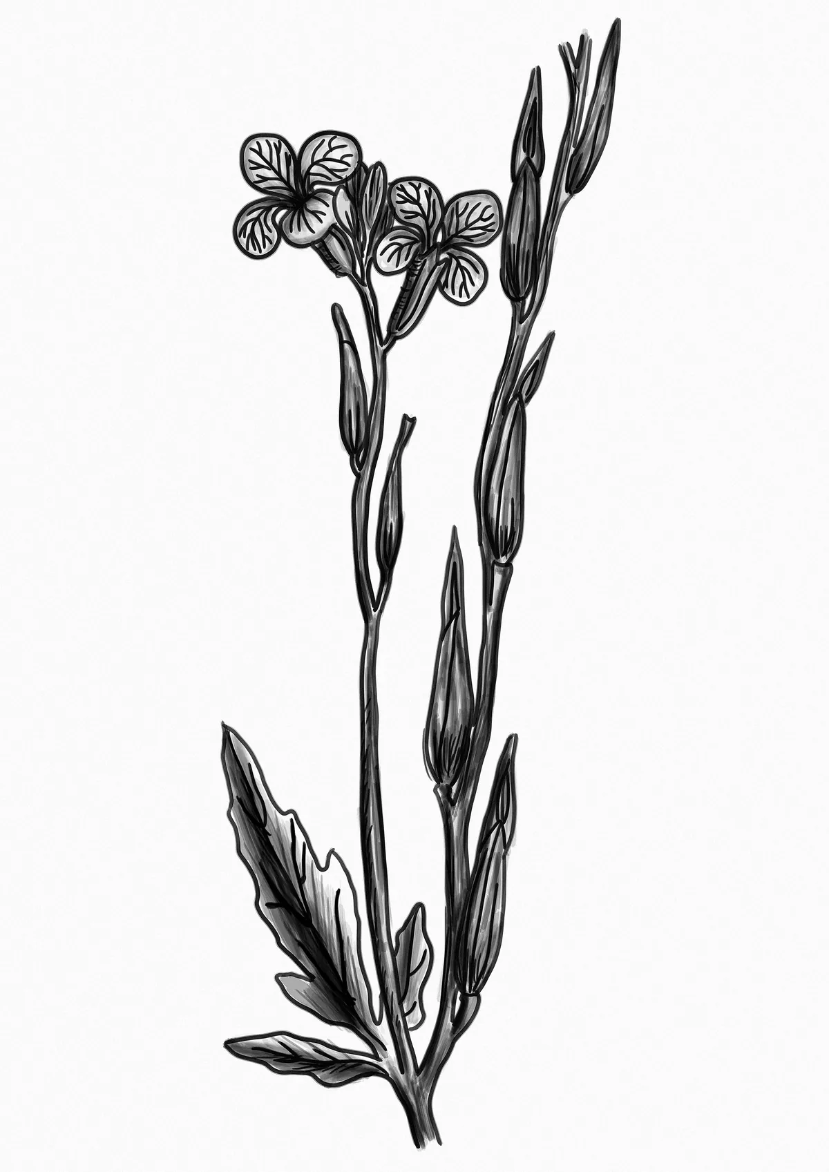 Arugula (Eruca vesicaria), botanical illustration