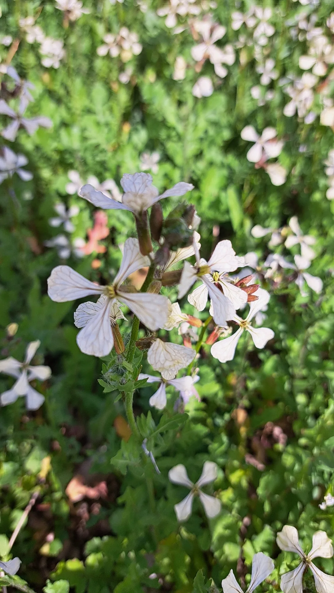 Arugula (Eruca vesicaria), photograph