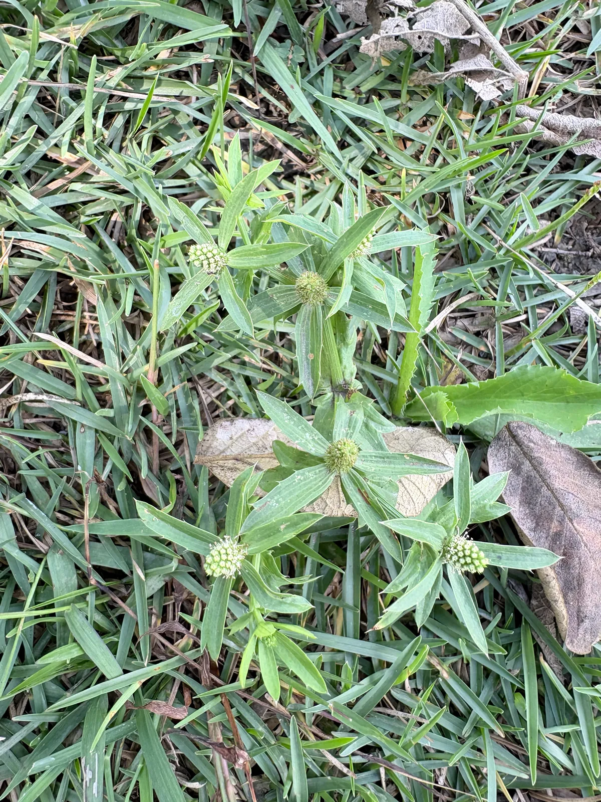 Culantro (Eryngium foetidum), photograph