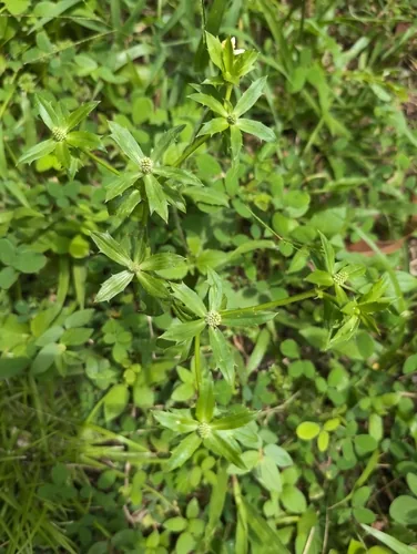 Culantro (Eryngium foetidum), photograph