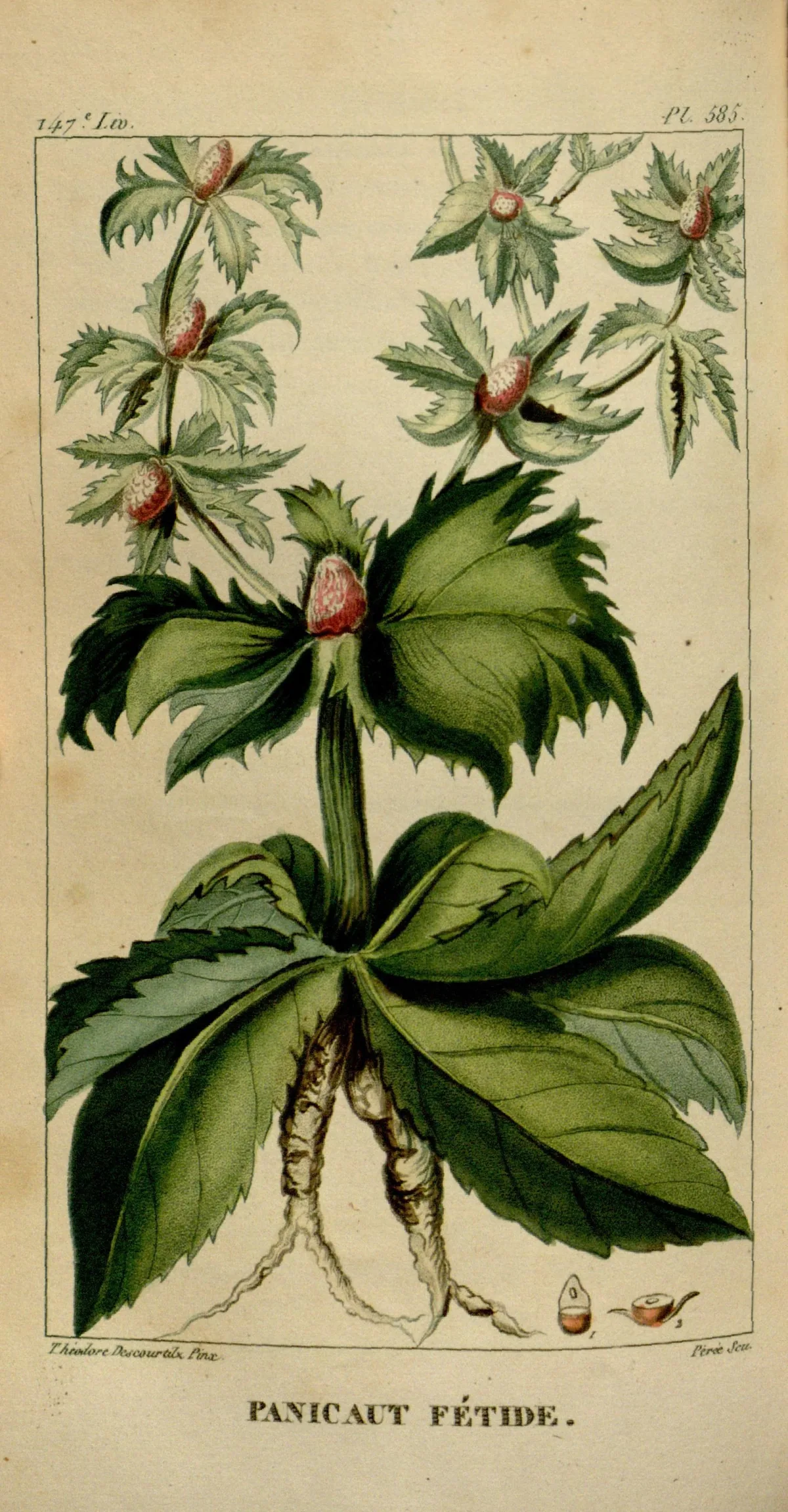 Culantro (Eryngium foetidum), botanical illustration