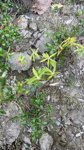 Culantro (Eryngium foetidum), photograph