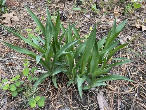 Rattlesnake Master (Eryngium yuccifolium), photograph