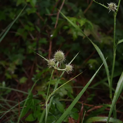 Photo: (c) Michelle W. (鍾偉瑋), some rights reserved (CC BY) · cc-by · via iNaturalist Rattlesnake Master (Eryngium yuccifolium), photograph