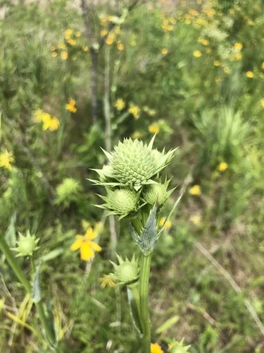 Rattlesnake Master (Eryngium yuccifolium), photograph