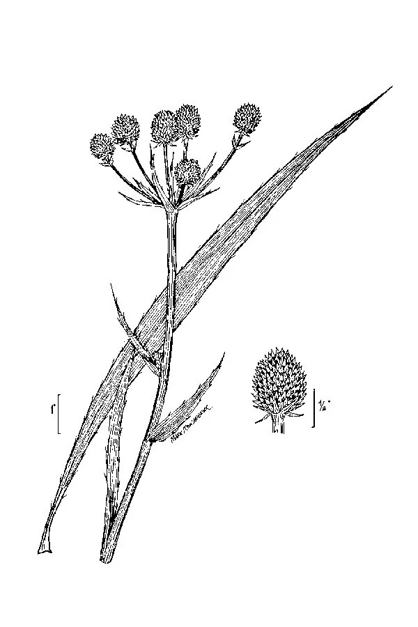 Rattlesnake Master (Eryngium yuccifolium), botanical illustration