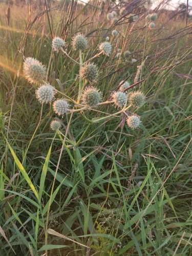 Photo: no rights reserved · CC0 · via iNaturalist rattlesnake master (Eryngium yuccifolium), photograph