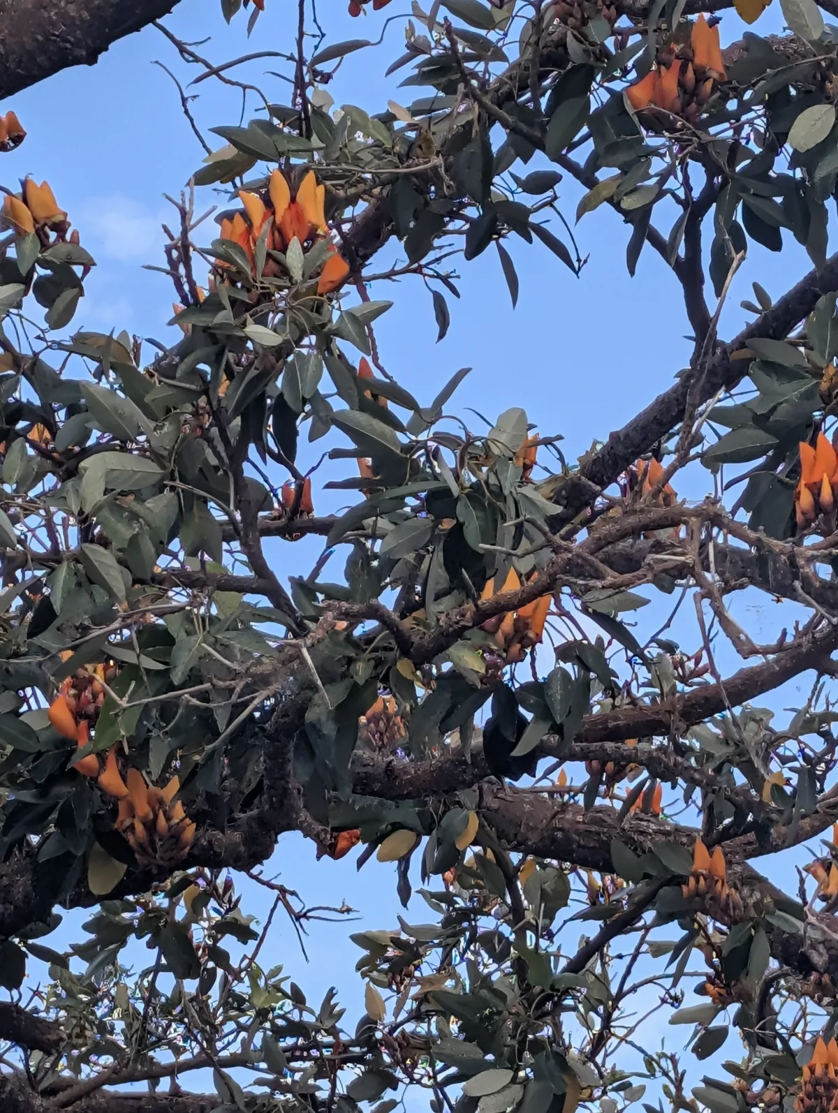 Coral Bean (Erythrina fusca), photograph