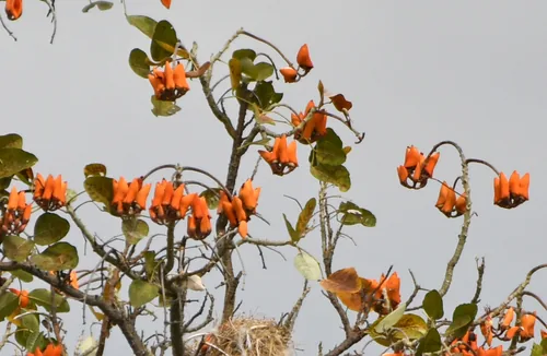 Photo: (c) Zac Peterson, some rights reserved (CC BY) · cc-by · via iNaturalist Coral Bean (Erythrina fusca), photograph