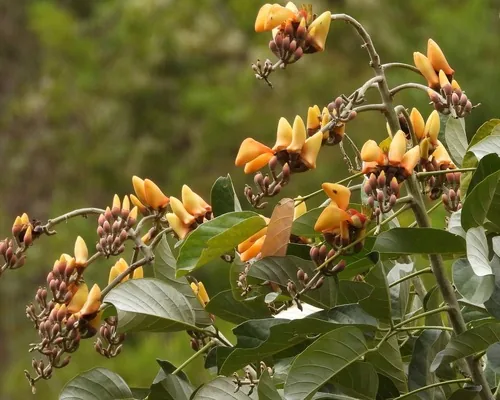 Photo: (c) Grete Pasch, some rights reserved · CC BY · via iNaturalist coral bean (Erythrina fusca), photograph