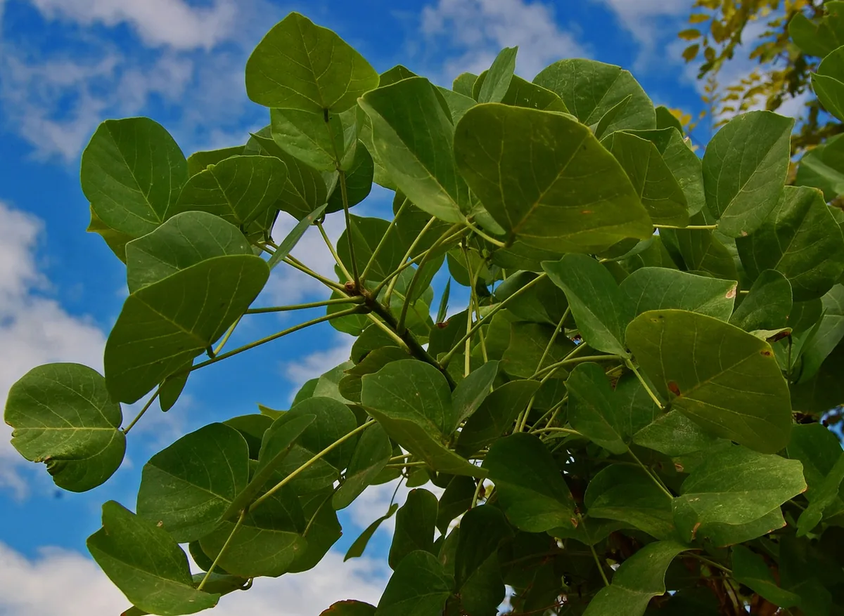 Coral Tree (Erythrina variegata), photograph