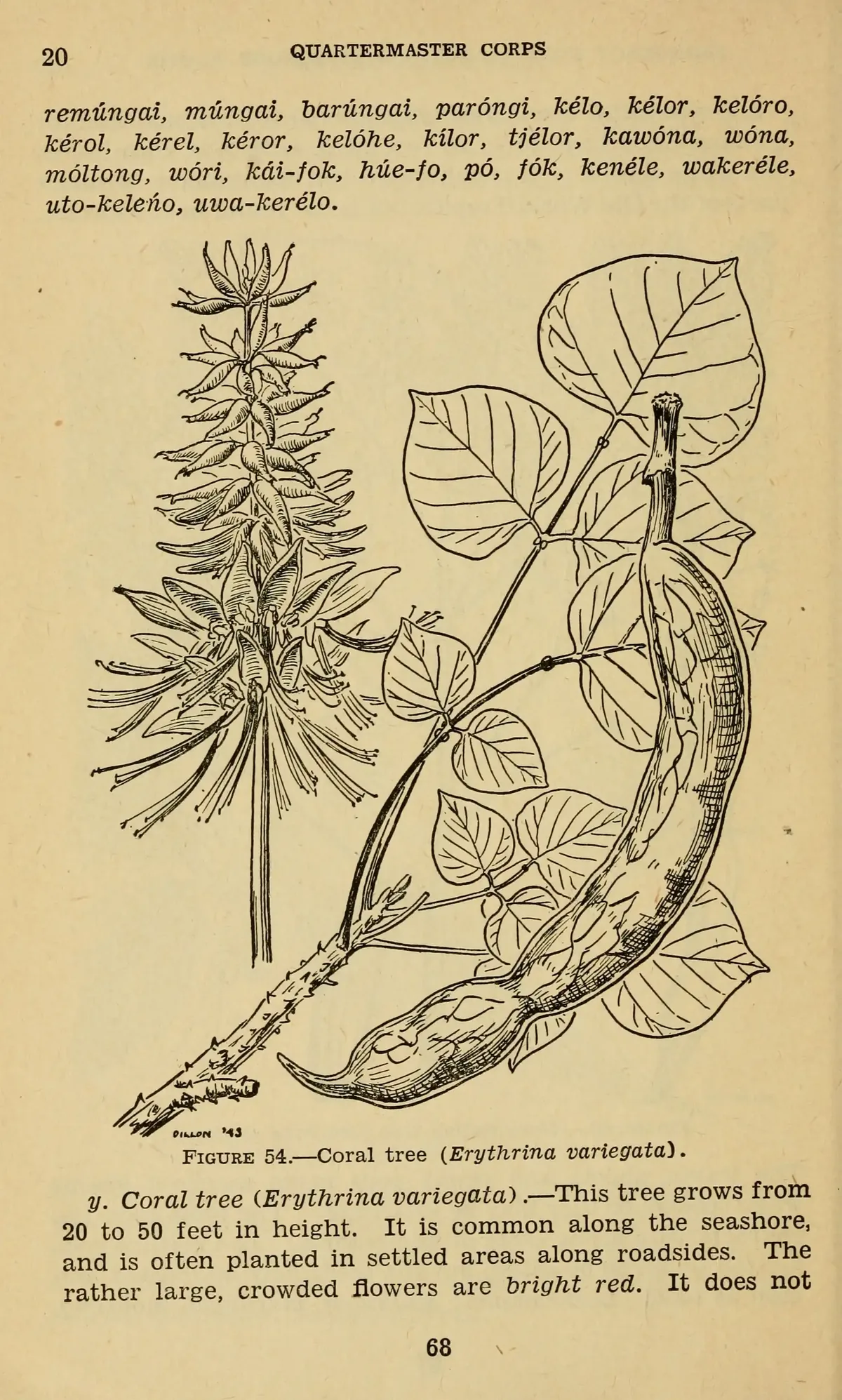 Coral Tree (Erythrina variegata), botanical illustration