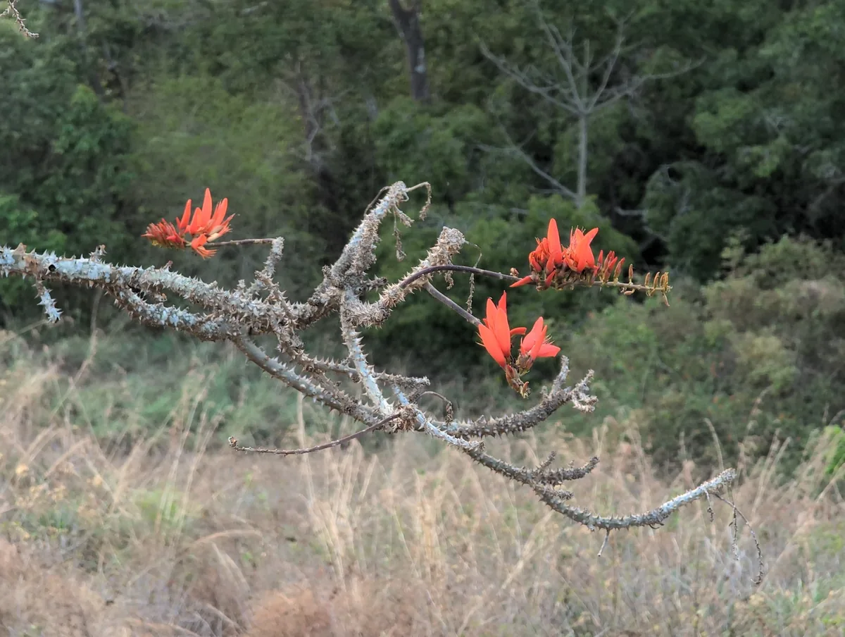 Coral Tree (Erythrina variegata), photograph