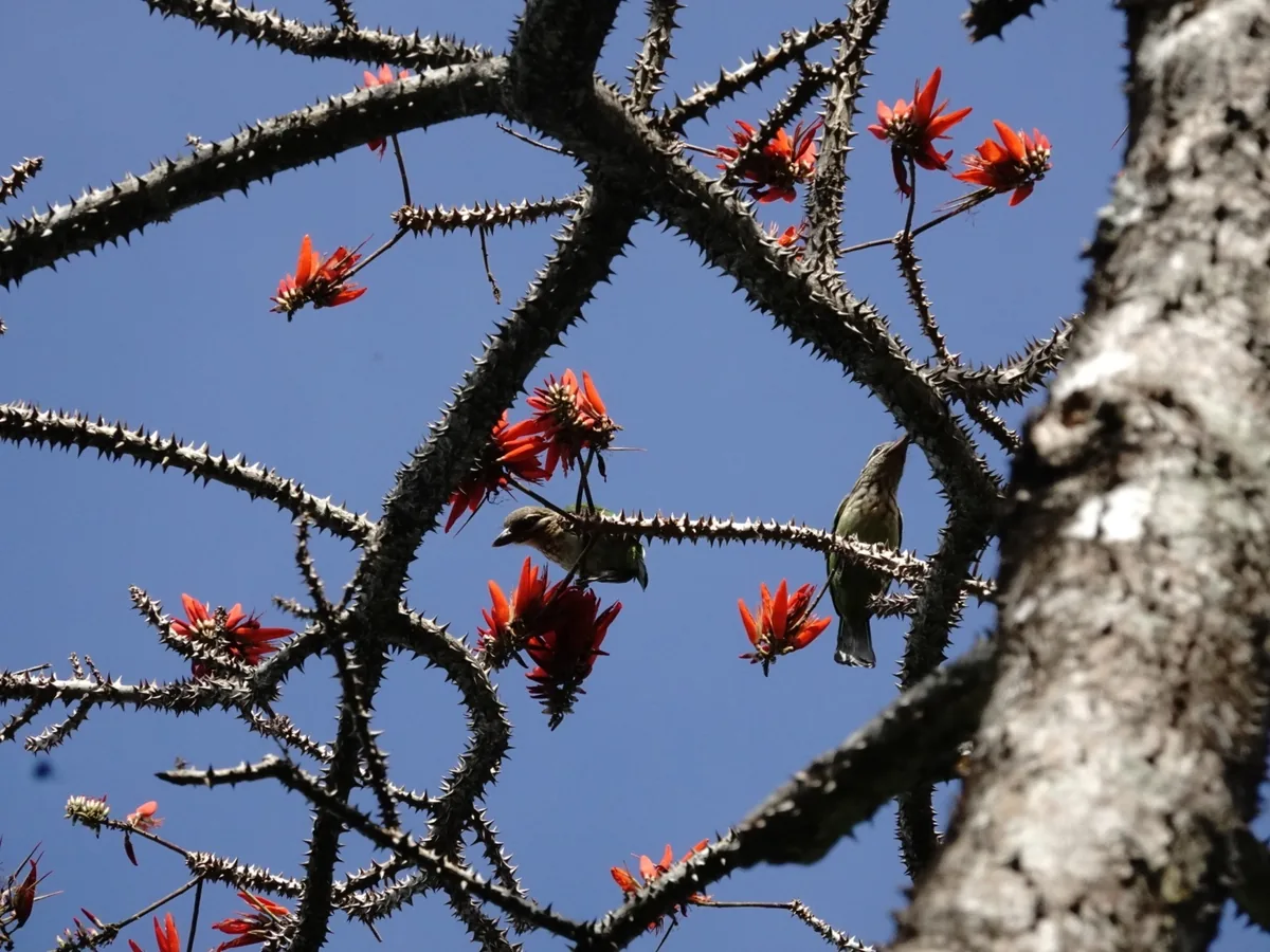 Photo: Paulmathi Vinod, via iNaturalist · CC BY · via GBIF coral tree (Erythrina variegata), photograph