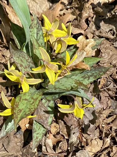 Trout Lily (Erythronium americanum), photograph