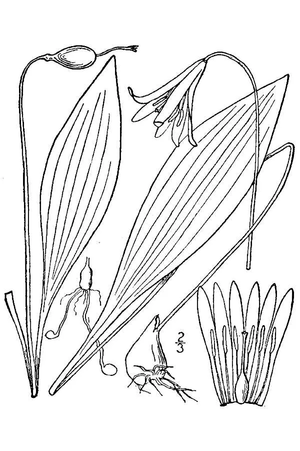 Trout Lily (Erythronium americanum), botanical illustration