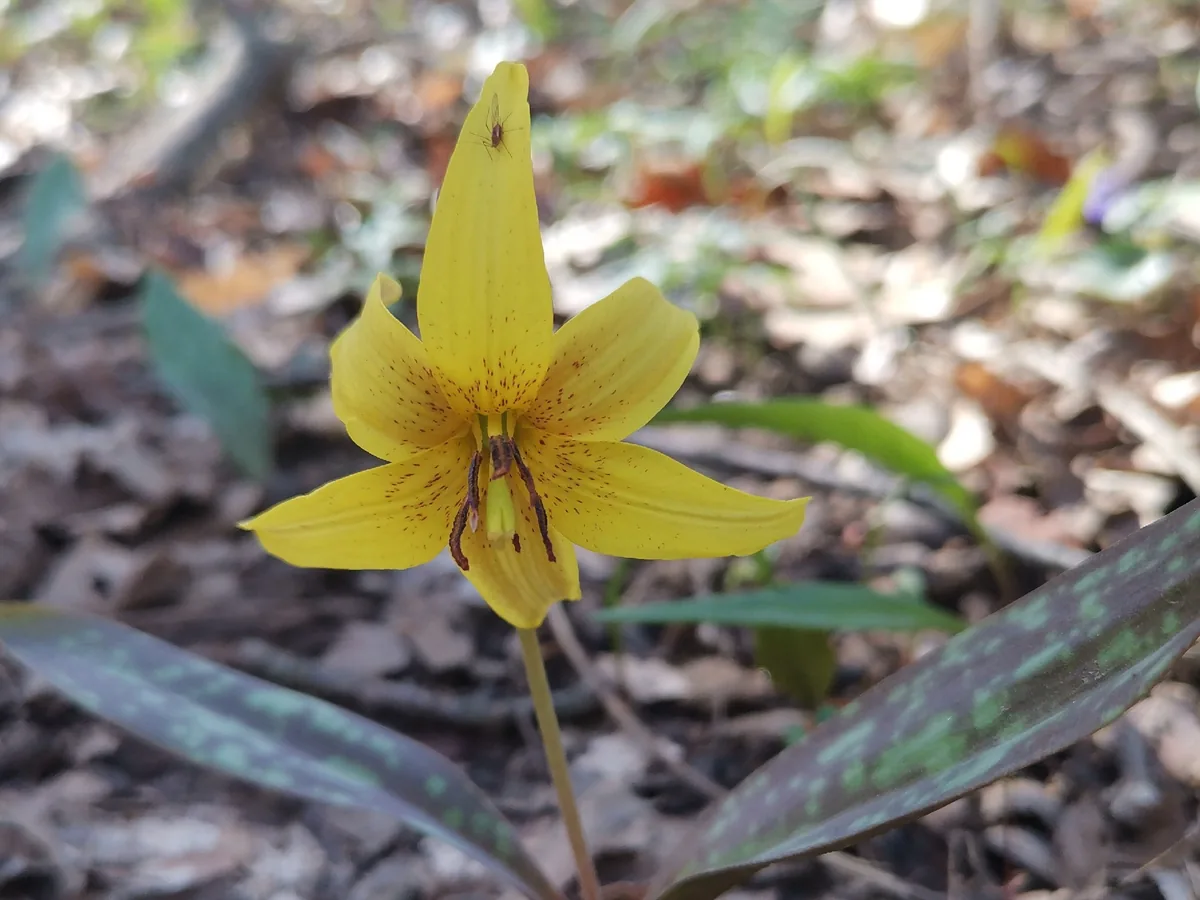 Photo: Cheryl Stinchcomb, via iNaturalist · CC BY · via GBIF trout lily (Erythronium americanum), photograph