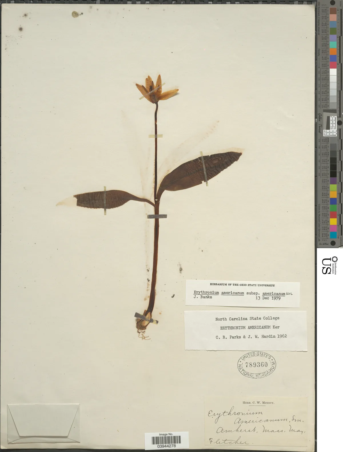 Trout Lily (Erythronium americanum), photograph