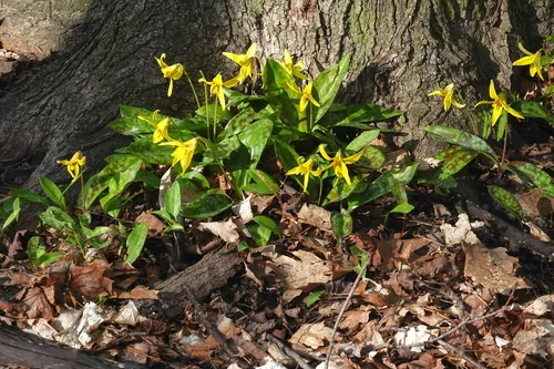 Photo: no rights reserved · cc0 · via iNaturalist Trout Lily (Erythronium americanum), photograph